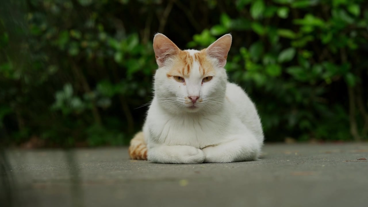 Gatto pacifico bianco e rosso che riposa con gli occhi chiusi nel Parco di Piazza Yanzhong a Shanghai (4K25p).