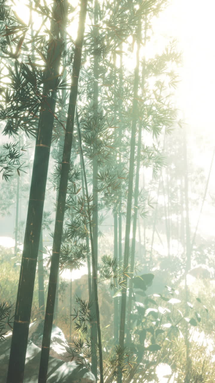 대나무 숲 에서 해가 뜨는 것