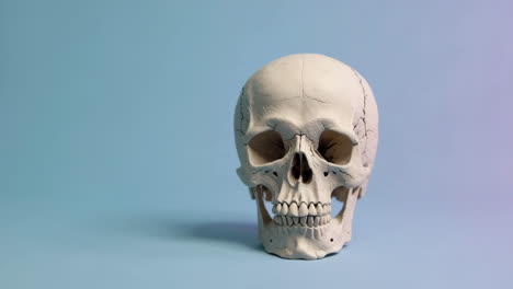 modelo de cráneo humano