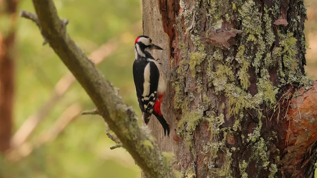 먹이를 찾는 나무에 있는 큰 반점이 있는 나무 ⁇ 새 (dendrocopos major) 는 중간 크기의 나무 ⁇ 새로 검은색과  ⁇ 색의  ⁇ 털과 아래 배에  ⁇ 은색 반점이 있습니다.