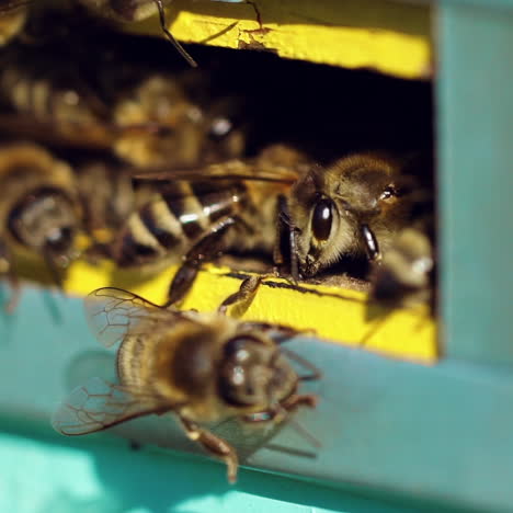 honey bees swarming and flying around their beehive. life of worker bees. slow motion