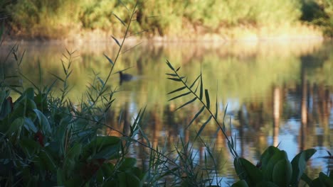 Oase-Von-San-Ignacio-Mit-Einer-Ente,-Die-Im-Unscharfen-Hintergrund-Schwimmt