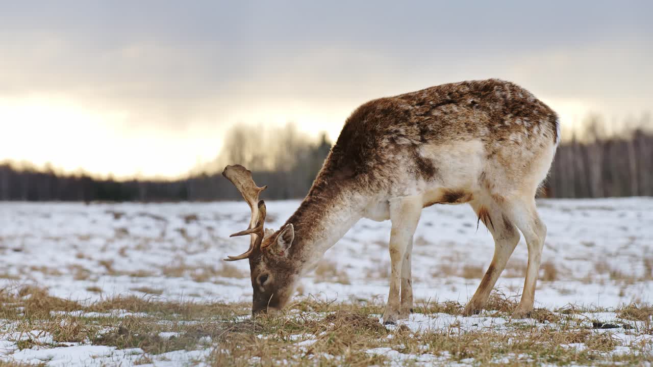 Wild deer eating grass in snowy winter meadow at sunrise, golden light shining