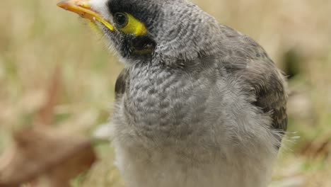 baby noisy miner bird screams for food close up slow motion shot