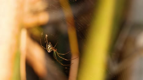 spider weaving web in gold coast garden