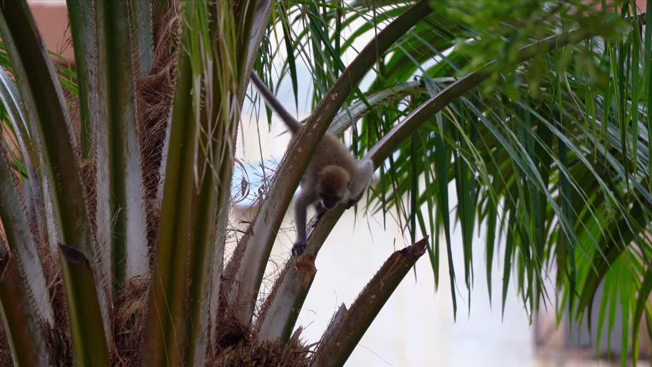 joven cangrejo furtivo comiendo macaco, macaco de cola larga, macaca fascicularis trepando cautelosamente a la palma, atracador oportunista de cultivos, robando y comiendo nueces y frutas de palma, toma de cerca