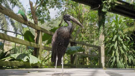 motionless african openbill. ground level