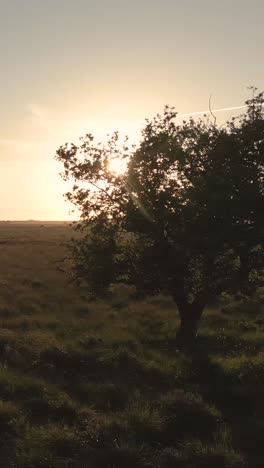 sunset over a field with a tree