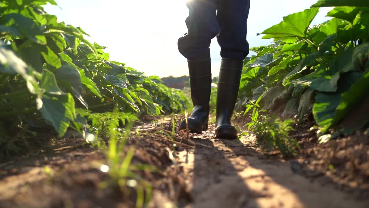 Man farmer in rubber boots on a green field in the rays of the sun at sunset. Cultivation of agricultural products. Organic Products Concept
