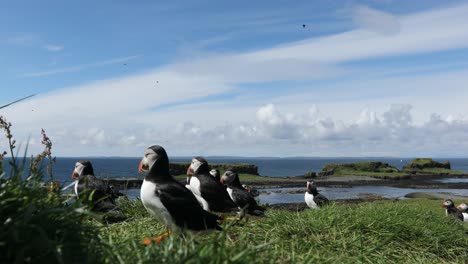 Papageientaucher-In-Burrows,-Treshnish-Isles,-Schottland