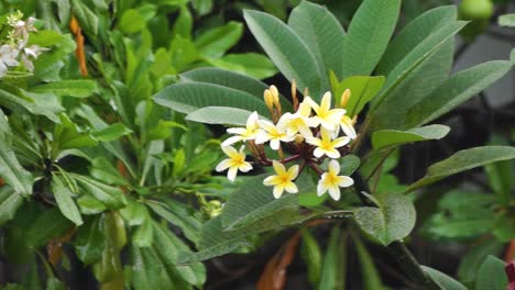 las flores blancas que crecían entre las hojas verdes estaban mojadas por la fuerte lluvia.