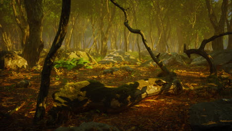 rayos de sol en un bosque en una mañana brumosa