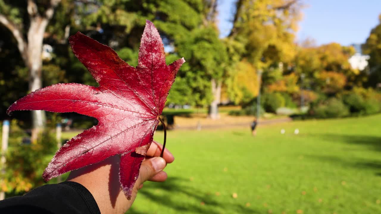 mano sosteniendo una hoja de arce roja en el parque