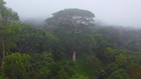 subtropical trees submerged in fog, colombian humid green landscape cloudy white sky in minca, drone aerial