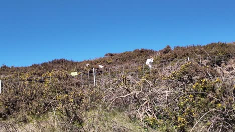 Sustainable-farming-on-the-wild-coastal-areas,-clearing-the-thorny-bushes-with-goats-in-Ireland