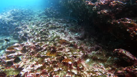 Galapagos-coral-reef-with-tiny-fishes