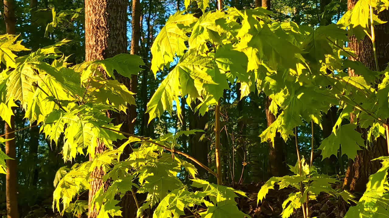 Green maple leaves in forest glow under golden sunlight of late afternoon, natural background