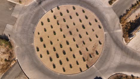 Tiro-Descendente-De-Un-Dron-Sobre-Una-Rotonda-Llena-De-Hojas-De-Maguey