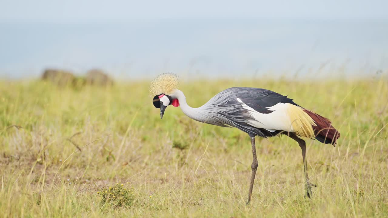 grullas coronadas grises pastando en praderas altas aves silvestres africanas en la reserva nacional de maasai mara, kenia, áfrica animales de safari en la reserva de masai mara norte