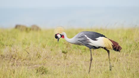 Grey-Crowned-Cranes-grazing-in-tall-grasslands-African-Wildlife-birds-in-Maasai-Mara-National-Reserve,-Kenya,-Africa-Safari-Animals-in-Masai-Mara-North-Conservancy