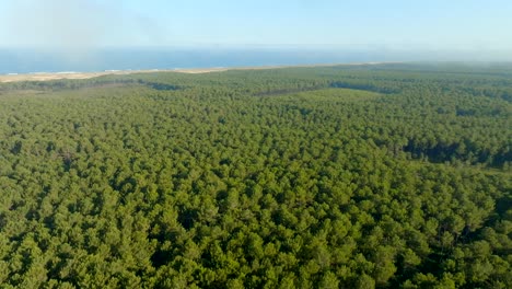 bosque de pinos a lo largo del océano filmado con un avión no tripulado hacia adelante