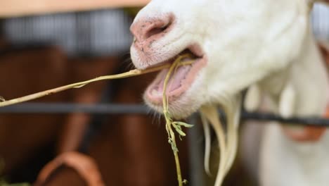 white goat eating straw on farm in france