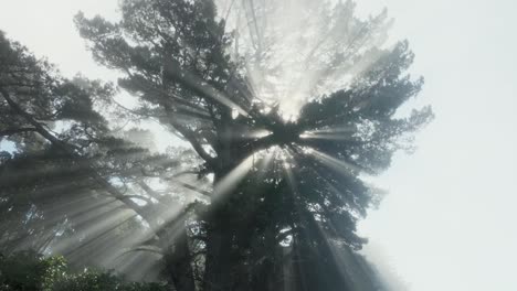 looking up at giant tree with beautiful rays of sunlight filtering through forest canopy in moody, misty environment whilst hiking outdoors through wilderness