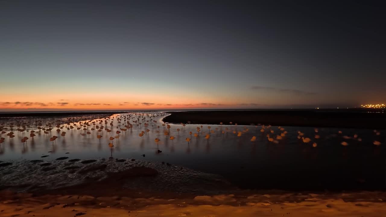 flamencos al atardecer