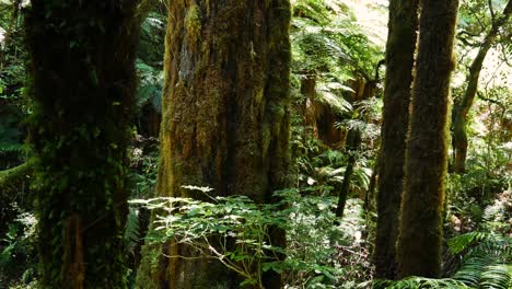 towering evergreen trees of a type called podocarps and feathery tree ferns grow in whirinaki te pua-a-tāne conservation park