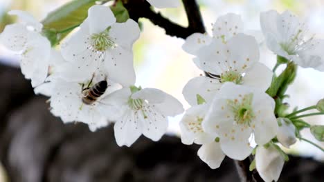 Abeja-En-Una-Flor-De-Cerezo.-Día-Soleado-Y-Brillante