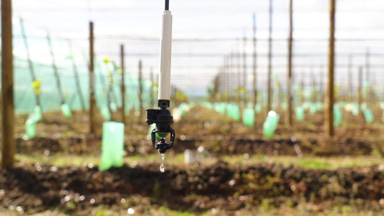 Un émetteur d'irrigation goutte à goutte libère de l'eau sur de jeunes cultures sous serre en rangées