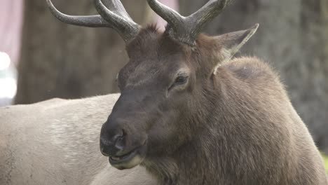 Elk-bull-chewing-cud-in-Mammoth,-Yellowstone-National-Park,-USA