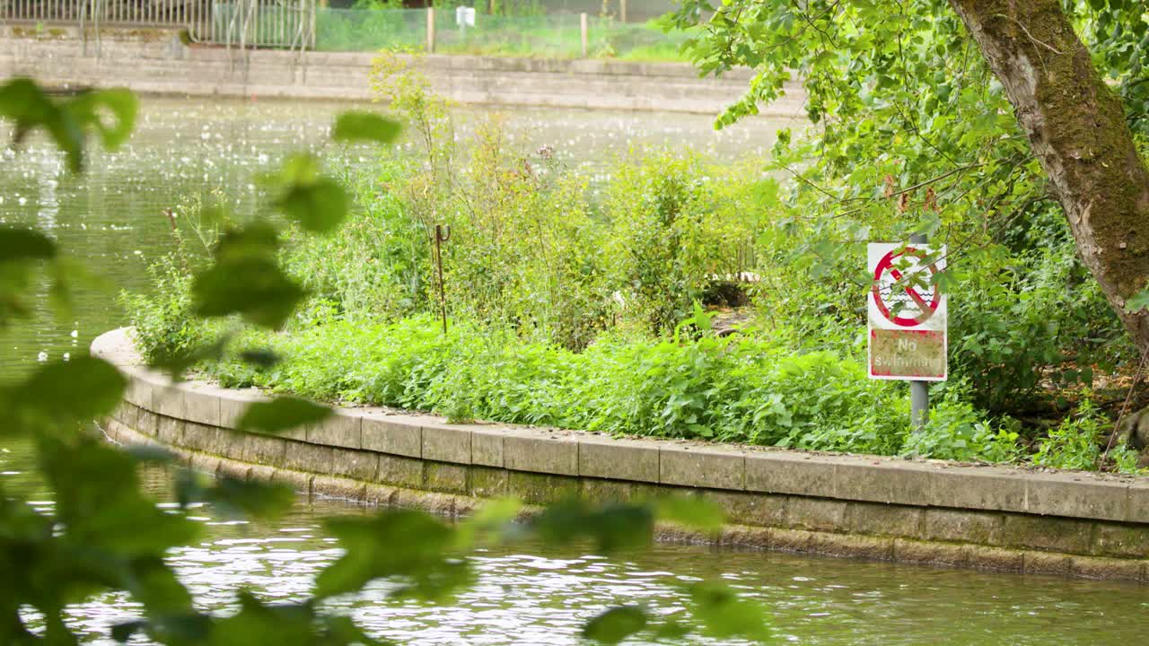 Camera pans past no swimming sign beside tranquil lake, lush greenery, and overhanging tree