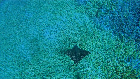 beautiful spotted eagle ray swimming underwater