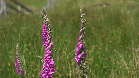 a purple foxglove in a green english countryside meadow