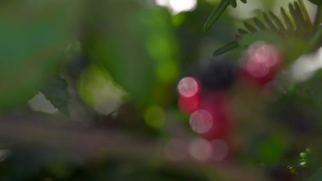 rack focus between blackberry bush and ripe red black berries by leaf