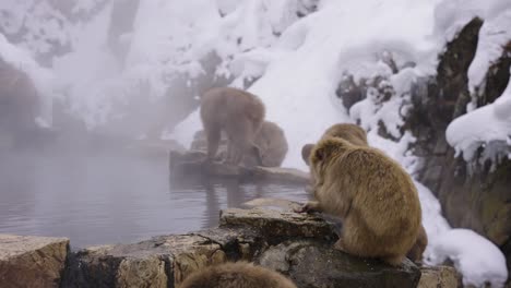 snow monkeys gathering at hot spring pools in jigokudani valley, japan