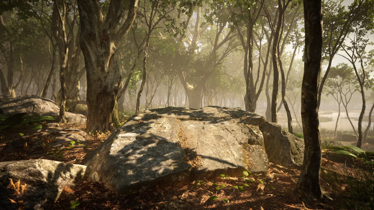 숲 속의 아름다운 아침