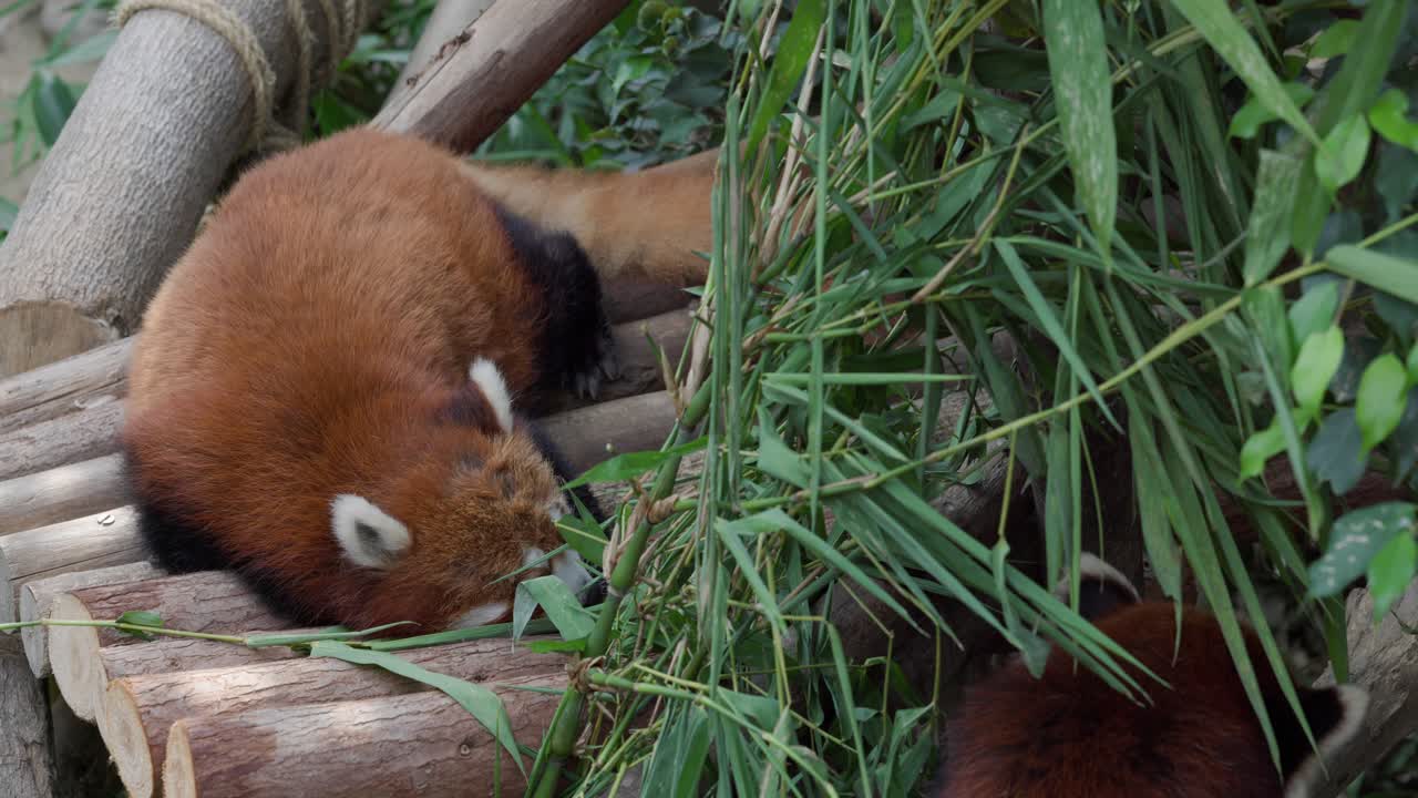 Red pandas in the forest