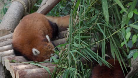 des pandas rouges dans la forêt