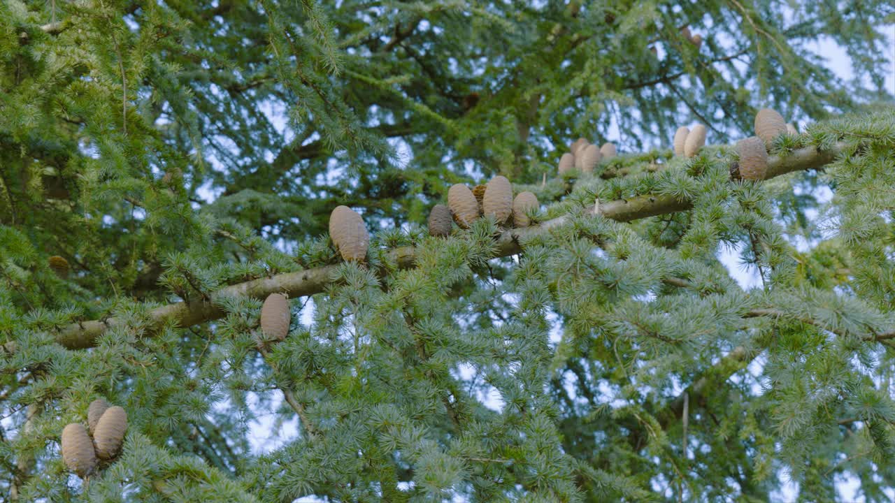 Panning shot of pine tree branches filled with pine cones in Norfolk heritage park