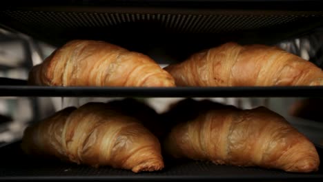 golden croissants on bakery tray, close-up with soft focus, warm lighting gives a cozy bakery feel, elevator shot