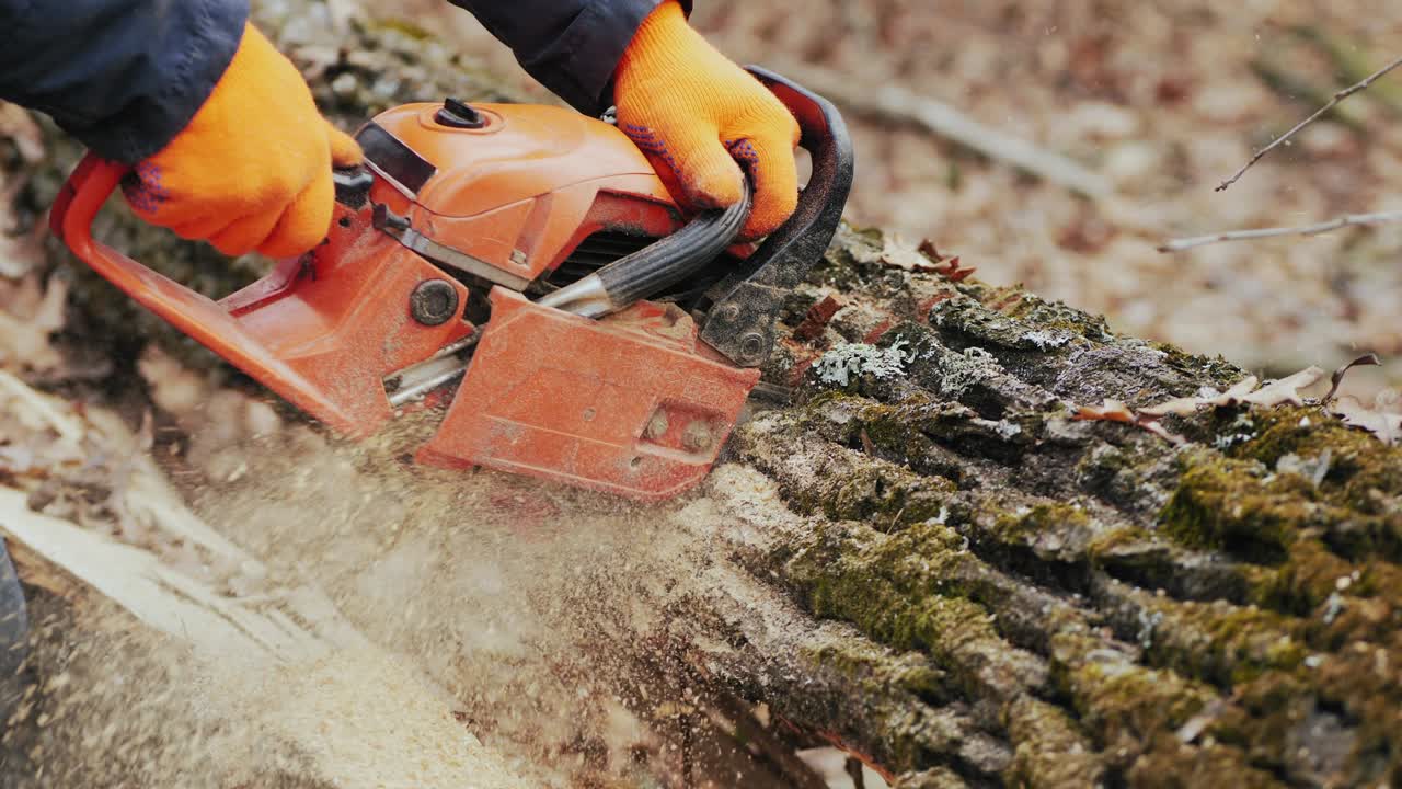 Forester cuts tree with a chainsaw, close-up