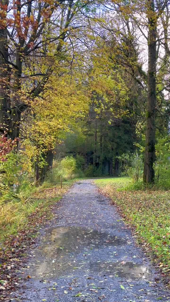Wet forest path, vertical autumn fall season woodland with strong wind