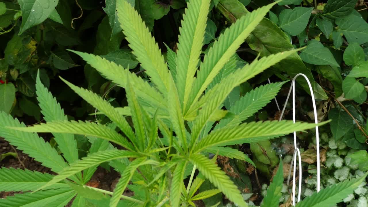 배경에 "웃음" 마당 장식 조각이 있는 정원에서 자라는 마리화나 식물로 패닝 및 확대