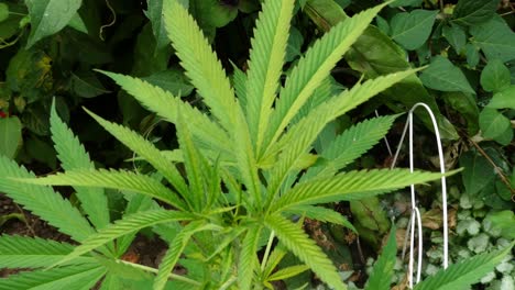 panoramización y zoom en una planta de marihuana que crece en un jardín con una pieza de decoración de patio &quot;risa&quot; en el fondo