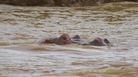Slow-Motion-Shot-of-Hippo-Hippopotamus-emerging-from-the-Mara-river-waves,-powerful-swimming-wildlife-hunting-in-water,-African-Wildlife-in-Maasai-Mara-National-Reserve,-Kenya,-North-Conservancy