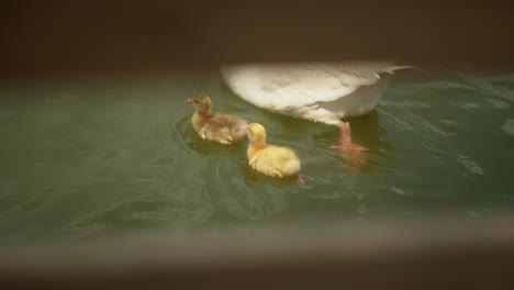 Disparo-Detrás-De-La-Valla,-Un-Pato-Nadando-Con-Sus-Dos-Patitos-Amarillos-En-Un-Estanque.