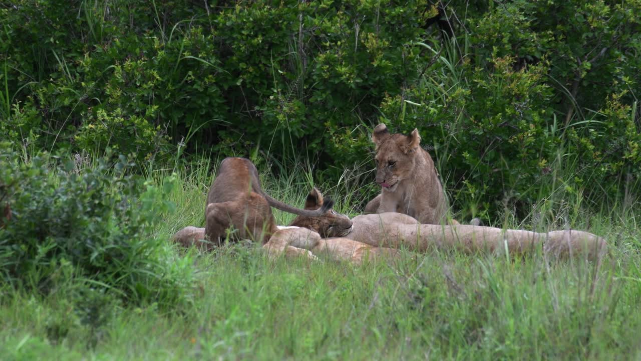leeuwenwelpen vechten met elkaar in de serengeti, tanzania