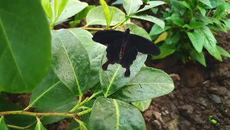 Close-up-of-black-and-red-Pachliopta-Kotzebuea,-or-Pink-Rose-Butterfly-on-leaf